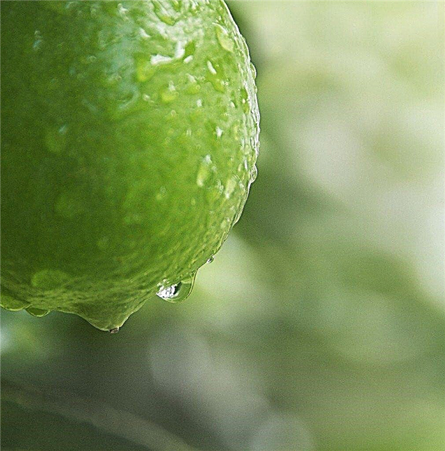 Nõuanded sidrunipuude veenõuete kohta