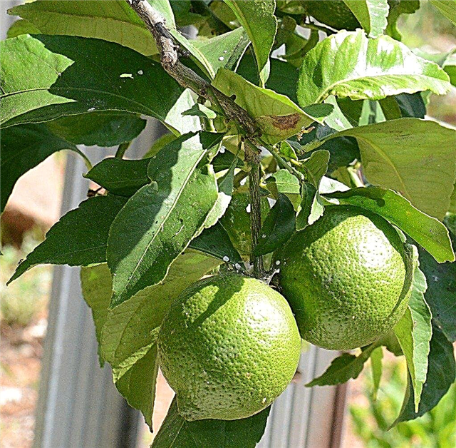 Lime Tree enxertia - brotando árvores de limão para propagar
