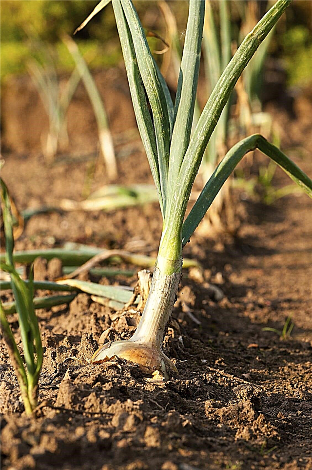 Cómo cultivar cebollas en tu jardín