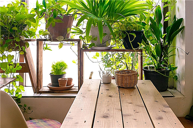 En inomhusträdgård Så här gör du: DIY-idéer för inomhusträdgårdsrum