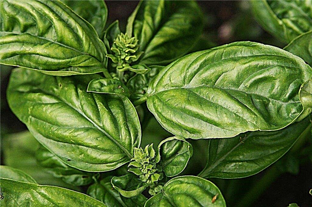 Hvordan dyrke basilikumplanter