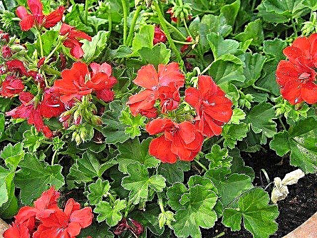Geranium Winter Care: Slik redder du geraniums over the Winter