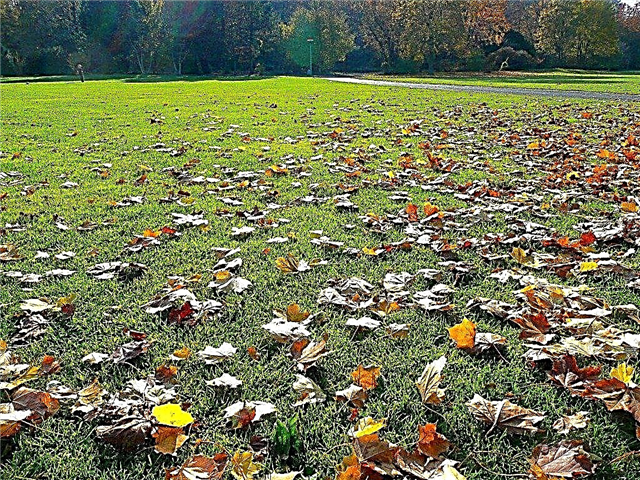 Cuidar de gramados de outono - dicas de cuidados com o gramado para a queda