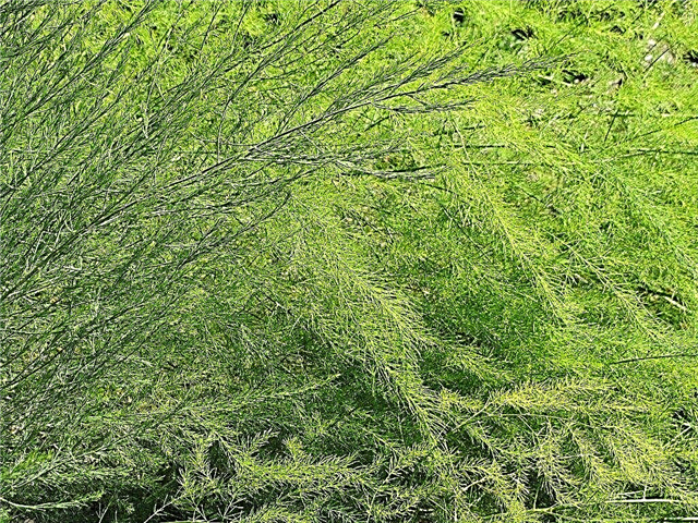 Tăierea frunzei de sparanghel în toamnă