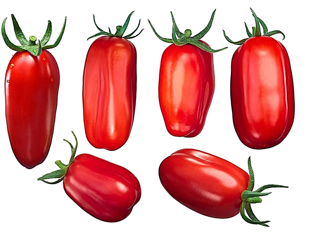 Tomates de San Marzano: conseils pour faire pousser des plants de tomates de San Marzano