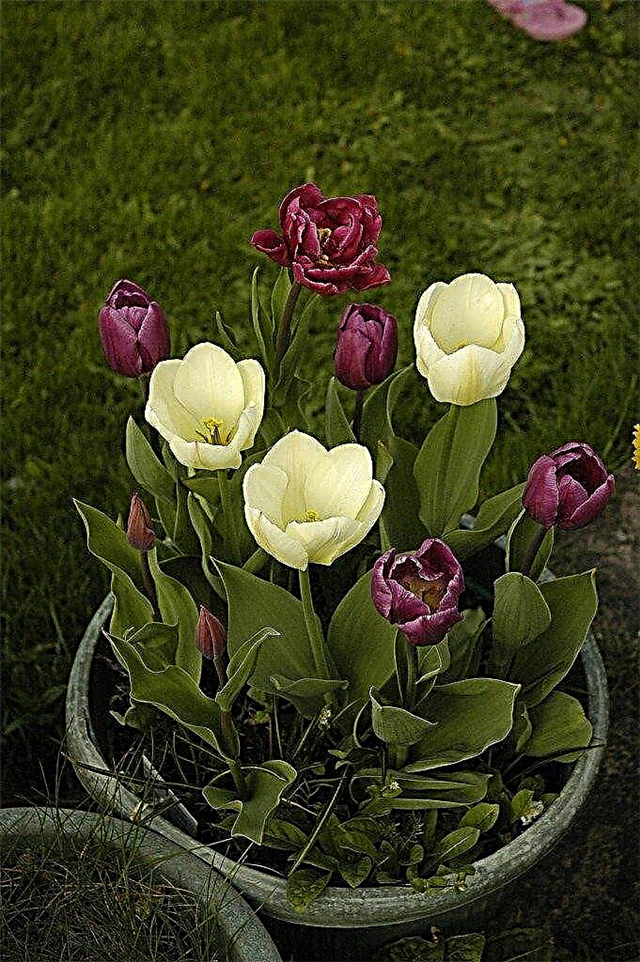 Cuidado de bulbos de tulipa em recipientes no inverno