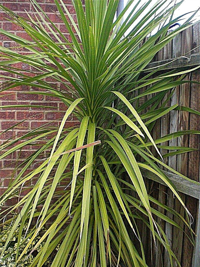 Plantes de yucca - Entretien et taille: conseils pour la taille d'un yucca