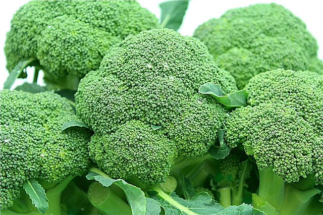 Kuumustolerantsed brokoli - mis on päikesekuninga spargelkapsas