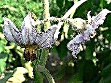 Làm gì để hoa cà tím bị khô và rụng
