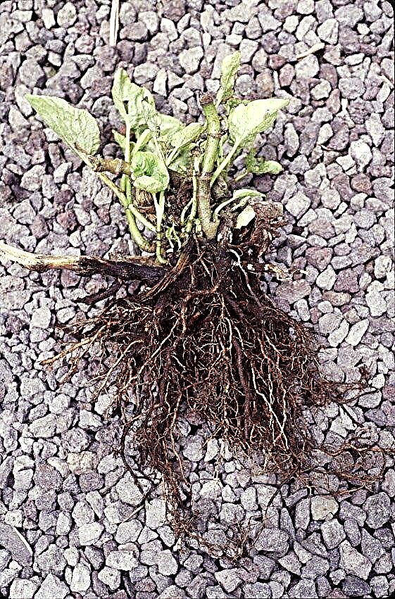 Traiter la pourriture des racines - Conseils de jardinage pour les plantes d'intérieur