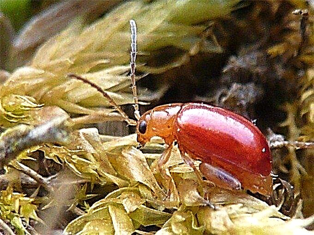 葉の小さな穴–ノミの甲虫とは何ですか？