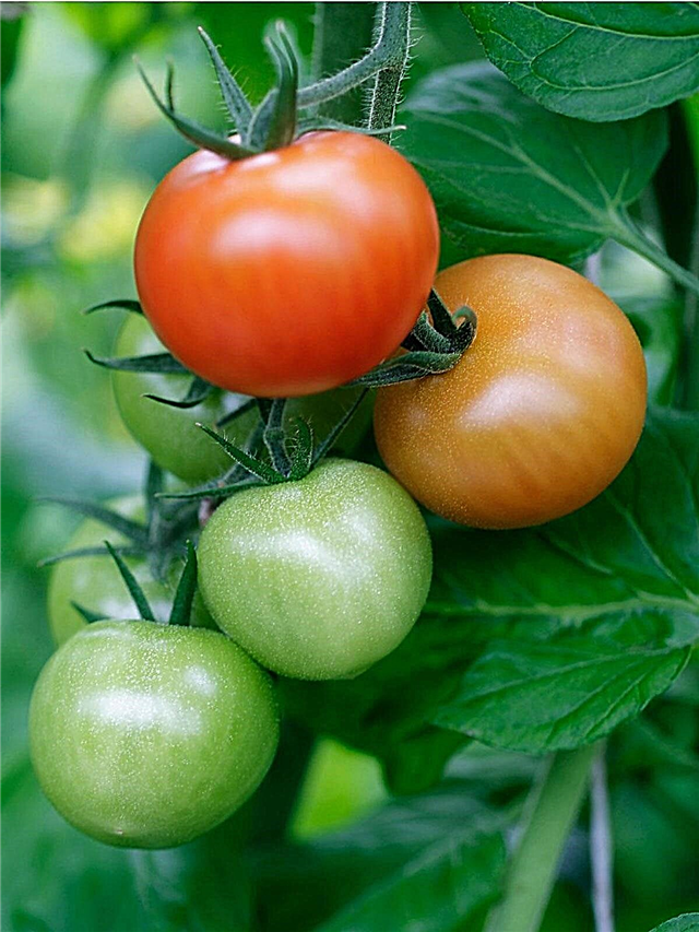 צמחי עגבניות צל: גידול עגבניות בצל