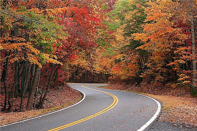 Життєвий цикл осіннього листя: Чому листя восени змінюють кольори