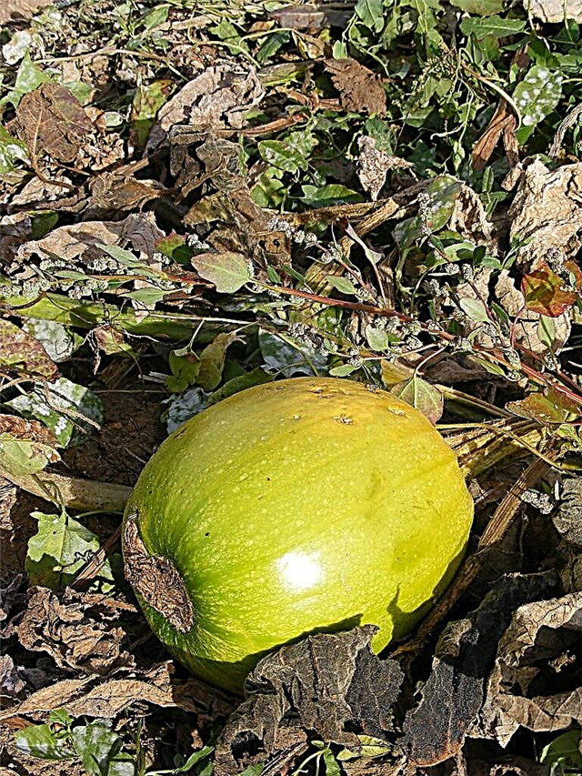 Groene pompoenen krijgen om oranje te worden nadat de pompoenwijnstok sterft