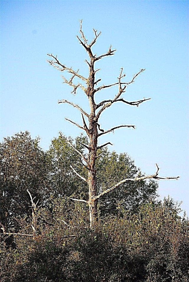 Hvordan ser et døende træ ud: tegn på, at et træ dør