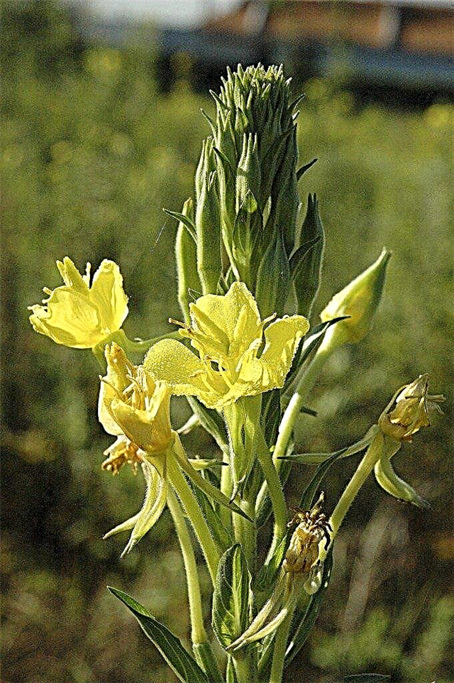 Растение жълта вечерна иглика: Wildflower In The Garden