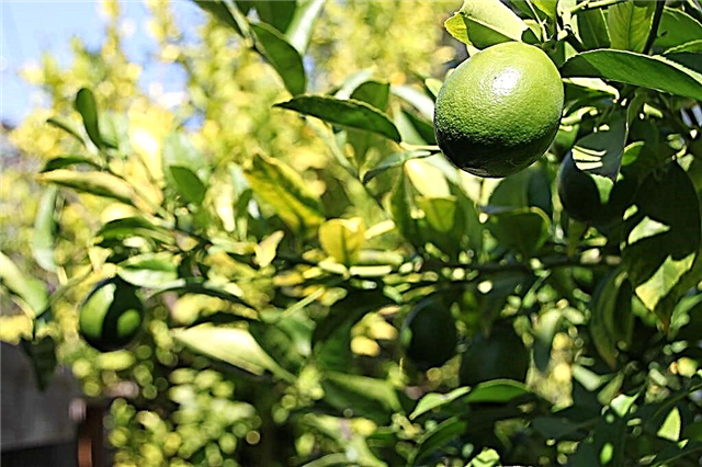 Dicas para Lime Tree: Cuidado das tílias