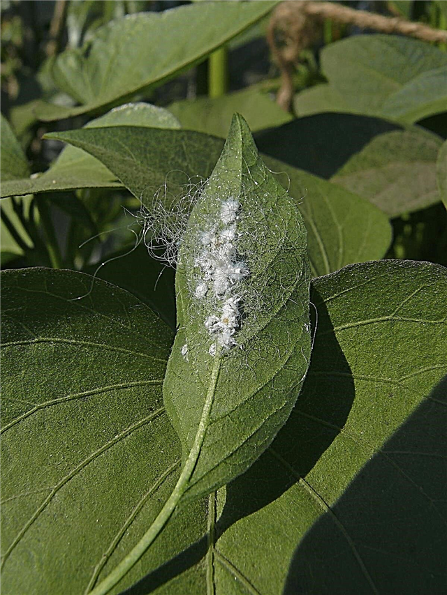 Mealybugs: Resíduo branco nas folhas da planta