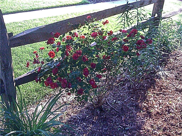 Plantando roseiras no outono