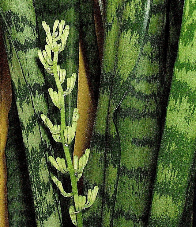 संसेवियरिया ब्लूमिंग: ए सनसेवियरियास के फूल (सास-ससुर की जीभ)
