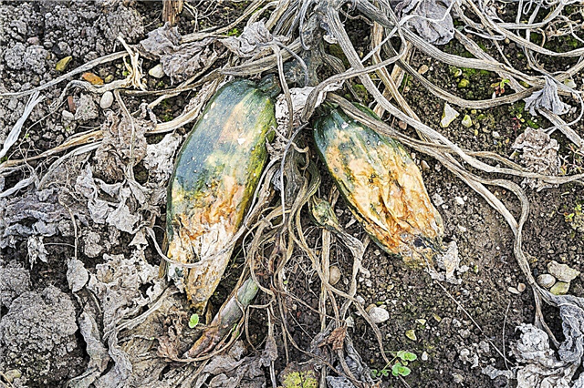 Problemer med voksende zucchini: problemer, når du dyrker zucchini-planter