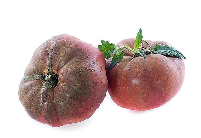 Black Krim Tomato Care - Hoe Black Krim-tomaten te laten groeien