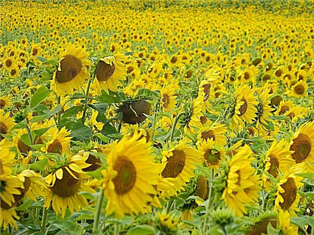 Unkrautbekämpfung in Sonnenblumenfeldern