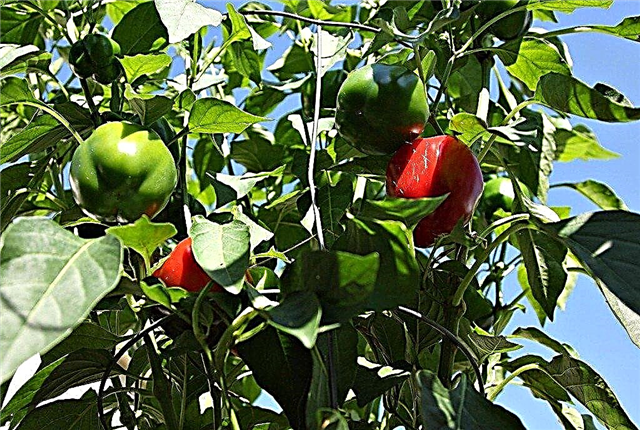 Hvordan dyrke rød paprika