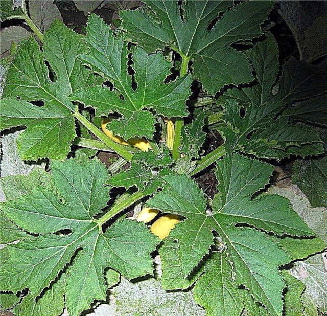 Poda de hojas de calabaza: ¿debe eliminar las hojas de calabaza?