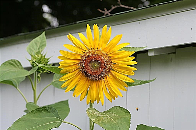 Ist meine Sonnenblume eine jährliche oder eine mehrjährige Sonnenblume?