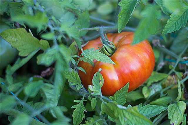 Rapsodie tomatinfo - Sådan dyrkes Rapsodie tomater i haven