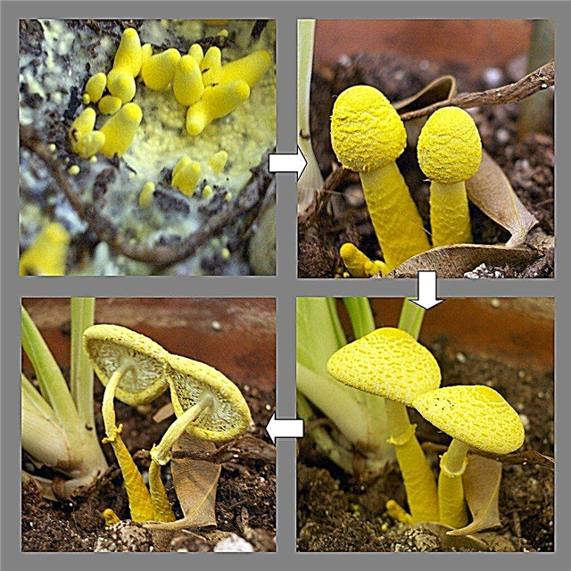 Livrar-se de cogumelos que crescem no solo da planta de casa