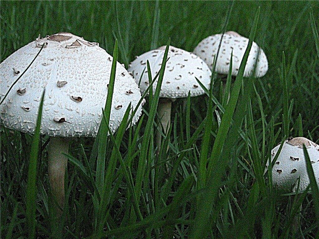 Odstraňte houby ve vašem trávníku