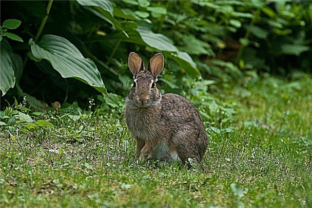 Cómo mantener a los conejos fuera de los jardines