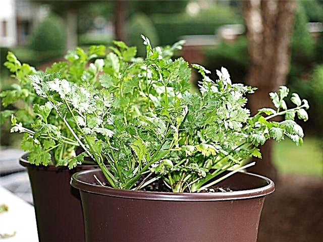 Consejos para cultivar cilantro