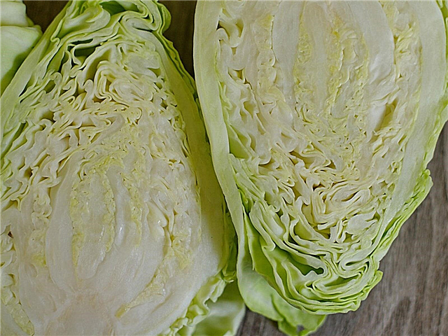 Murdoc Cabbage Variety: Erfahren Sie mehr über Murdoc Cabbage Care