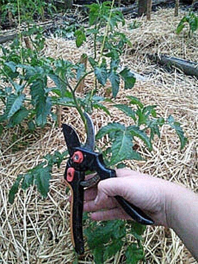 Aruncați plantele de tomate