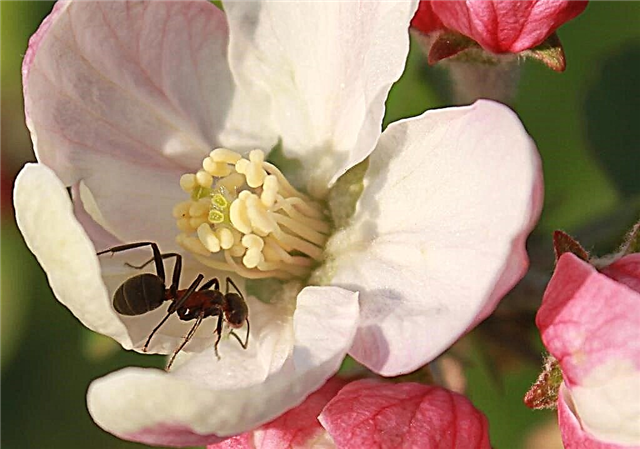 Halten Sie Ameisen von blühenden Reben, Gemüse und Blumen fern