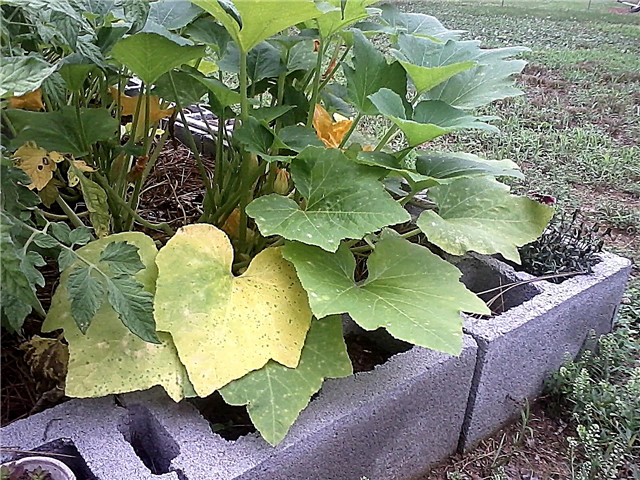 Hojas de calabaza amarillentas: por qué las hojas de calabaza se vuelven amarillas