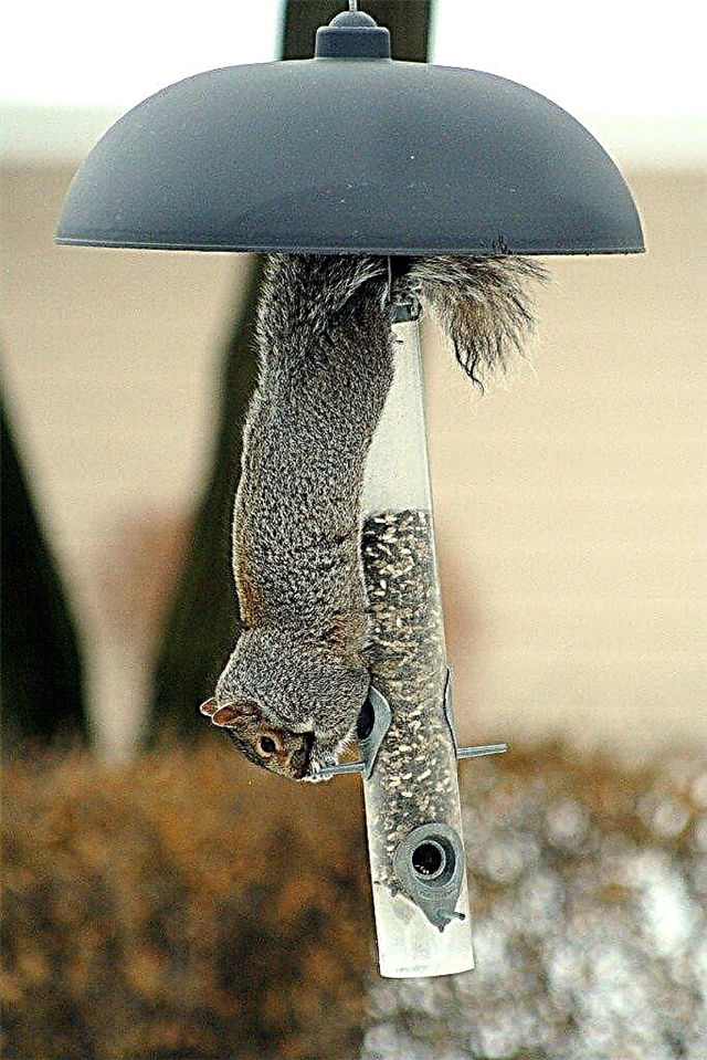 Conseils infaillibles sur la façon de garder les écureuils hors des mangeoires d'oiseaux