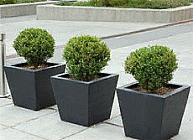 Arbustos em vasos: Cultivo de arbustos em recipientes