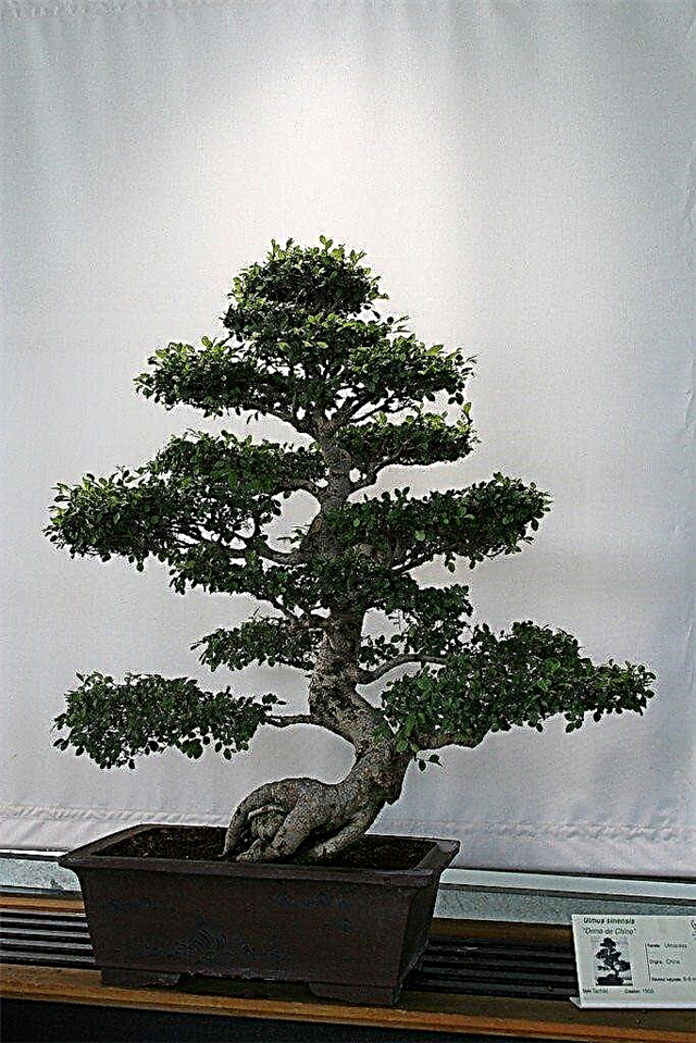 Osnove bonsaja: informacije o metodama bonsai obrezivanja