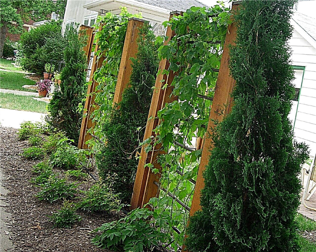 Jardinería con facilidad: crear un paisaje de bajo mantenimiento