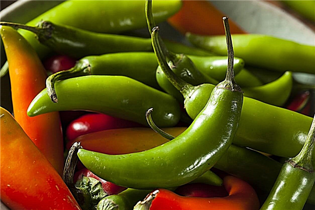 Serrano Pepper Plant Πληροφορίες - Πώς να καλλιεργήσετε Serrano Peppers στο σπίτι