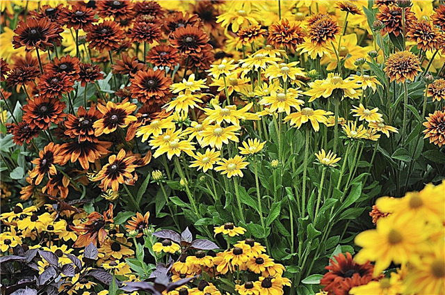 Krītoši ziedoši dārzi: Krāsu un interešu veidošana ar rudens dārza augiem