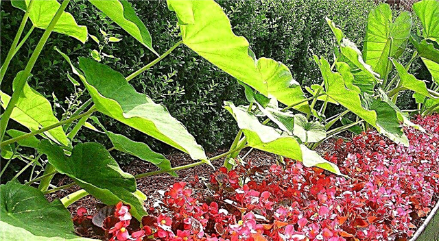 Tropikalne kwiaty i rośliny na granicach