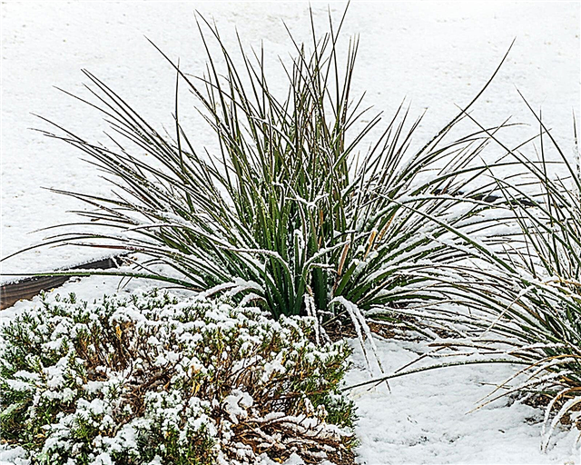 Téli kert kialakítása: Hogyan lehet nőni téli kertet