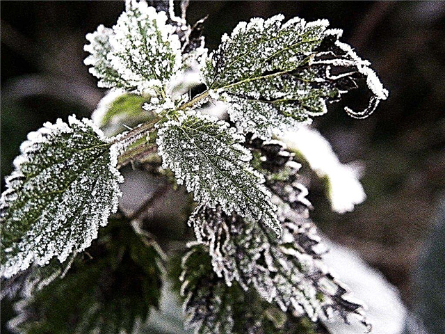 Jak chránit rostliny před poškozením mrazem