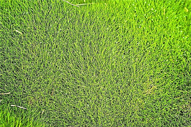 Jokios vejos vejos su „Zoysia Grass“