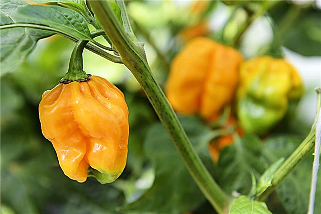 ความแตกต่างระหว่าง Peppers - วิธีการระบุพืชพริกไทย